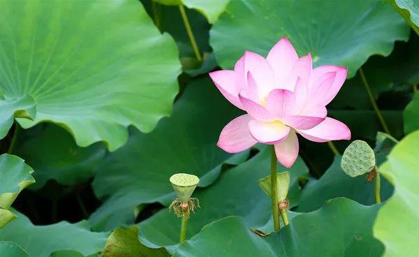 尊龙人生就是博d88木盒木盒荷花口感19款精美荷花菜品赏析让