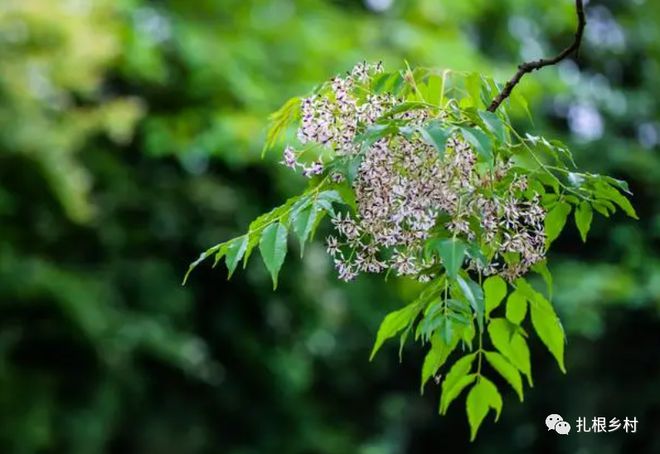 Z6尊龙，消失的“苦楝树”为何现在都不爱种植了？它有哪些致命